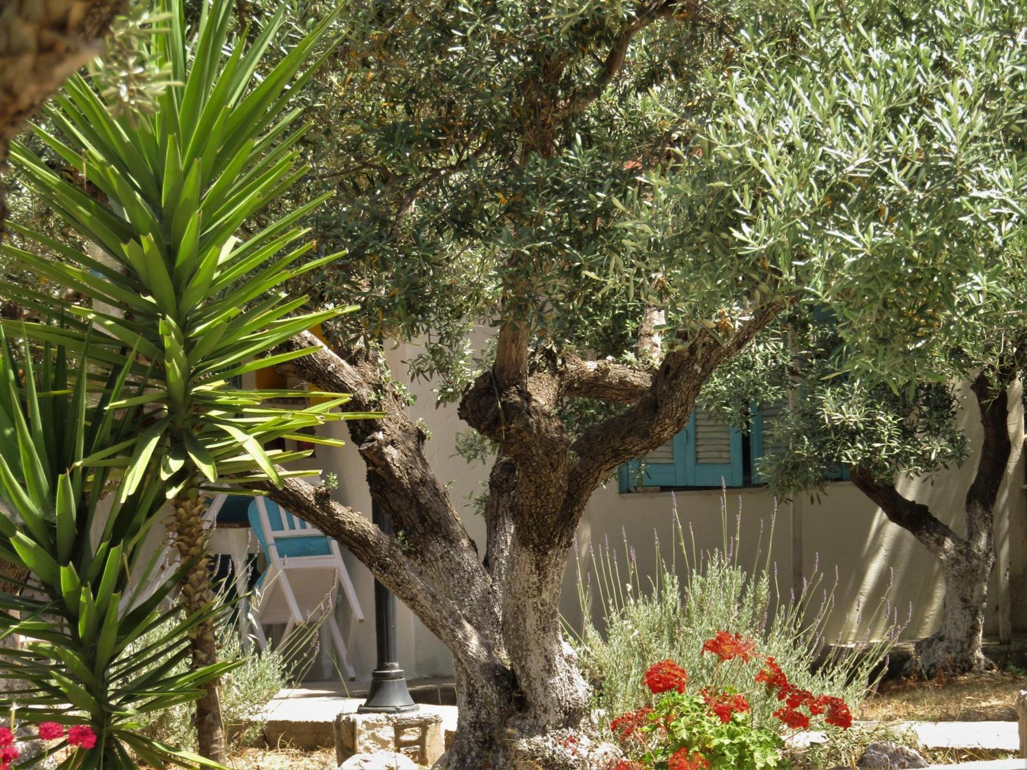 Asklipion Valley Guest House Kos By Eksteriør billede